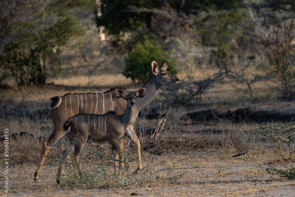 Kudu antelope in Selous Game Reserve, Tanzania