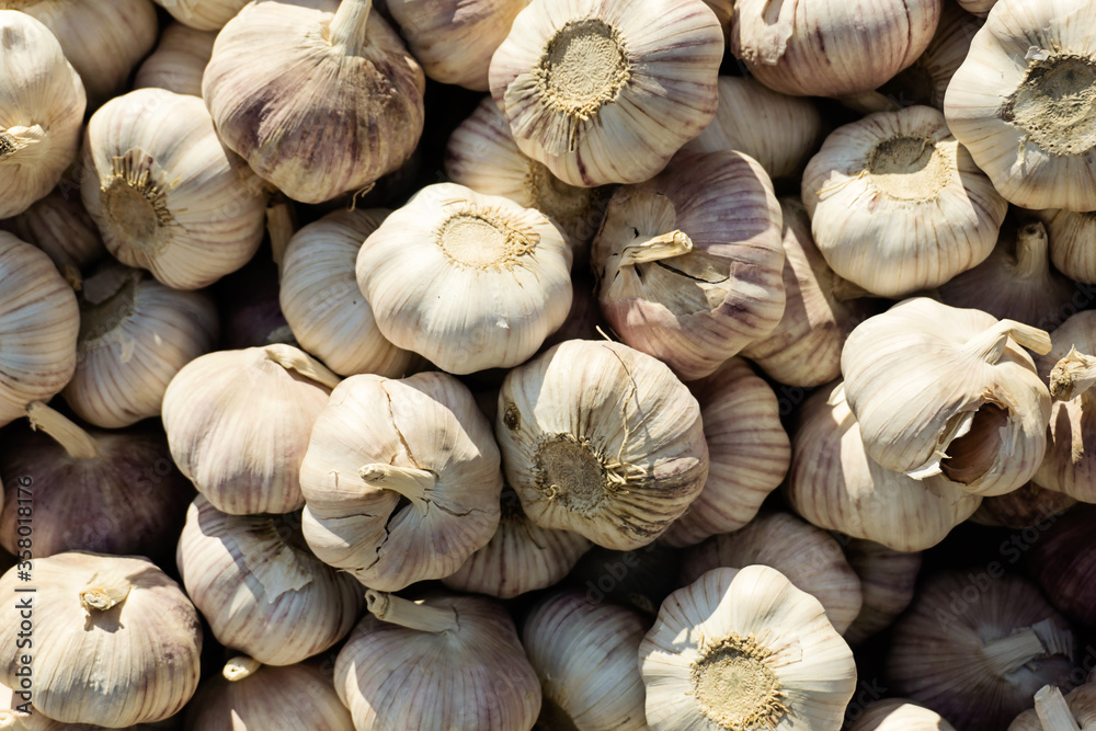 Fototapeta premium garlic on white background