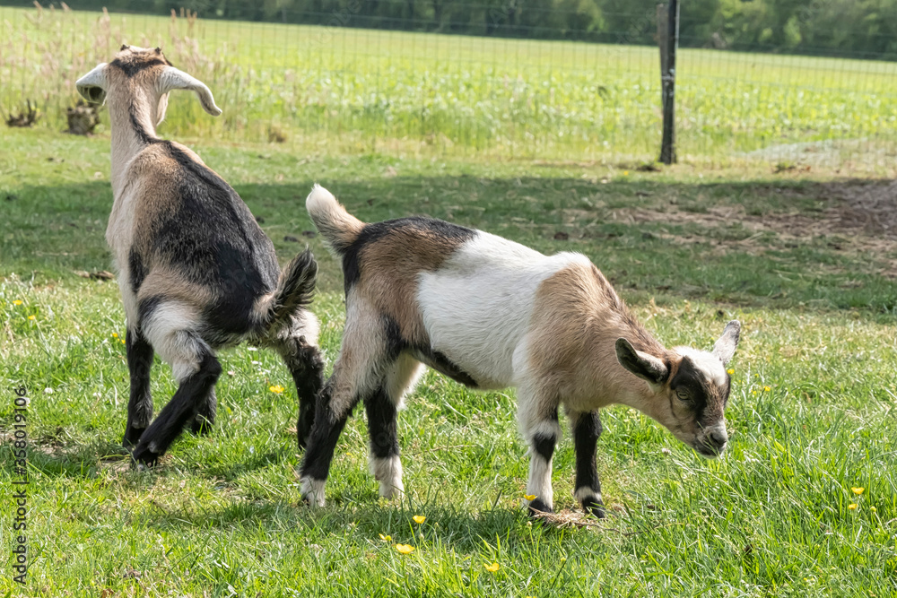 One brown, white baby goat kid, peeing on the spring grass One brown, white baby goat kid, peeing on the spring grass
