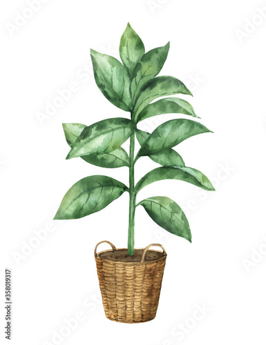Watercolor vector clipart with a ficus in a ceramic pot.