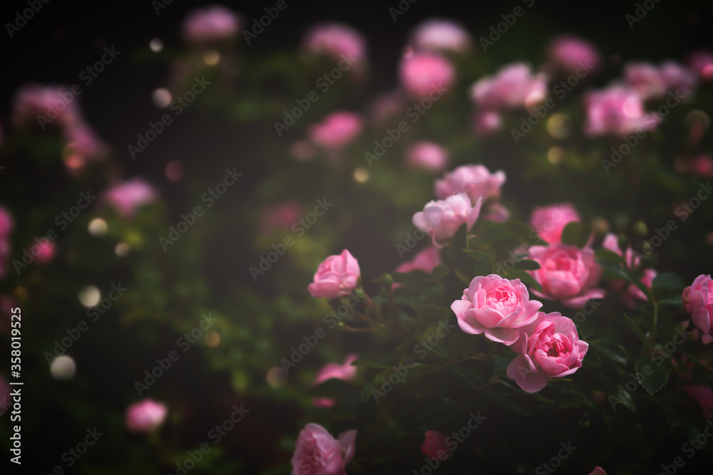 rosen vor schwarzem hintergrund rosen vor schwarzem hintergrund
