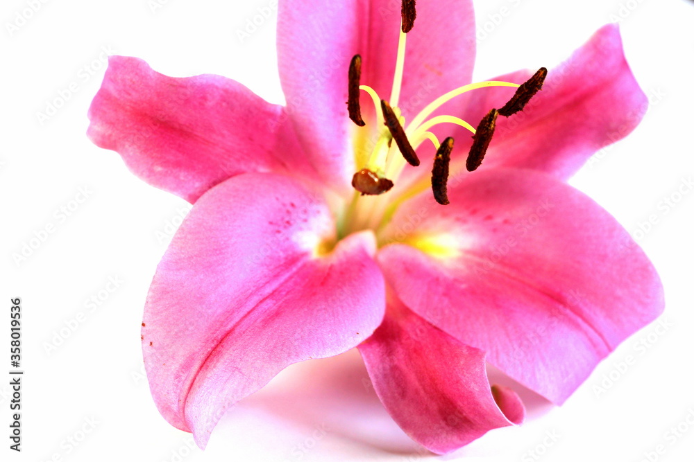 Pink lily on a white background. Big beautiful flower.