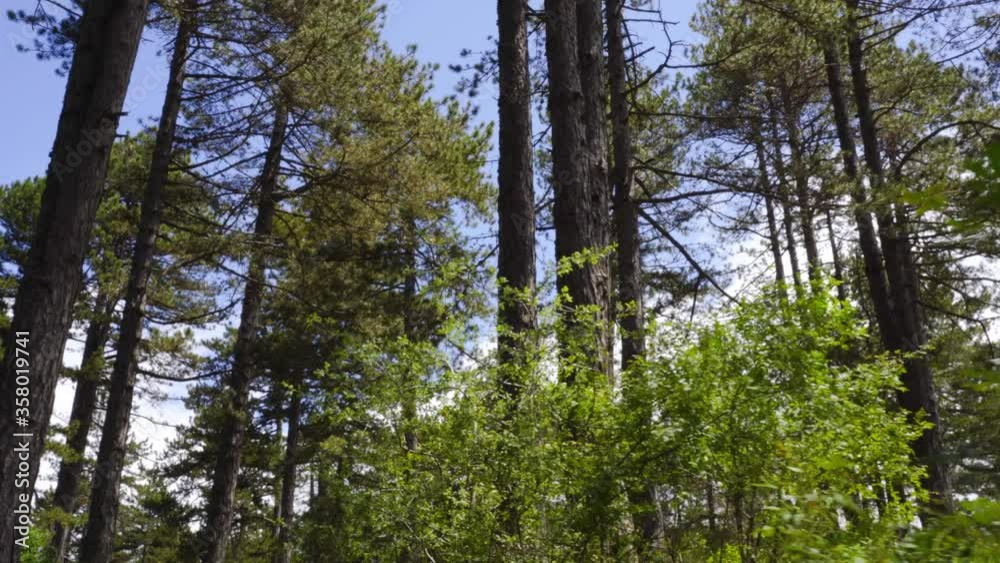 Pine tall trees on blue sky and white clouds background, walking through forest on a spring day Pine tall trees on blue sky and white clouds background, walking through forest on a spring day