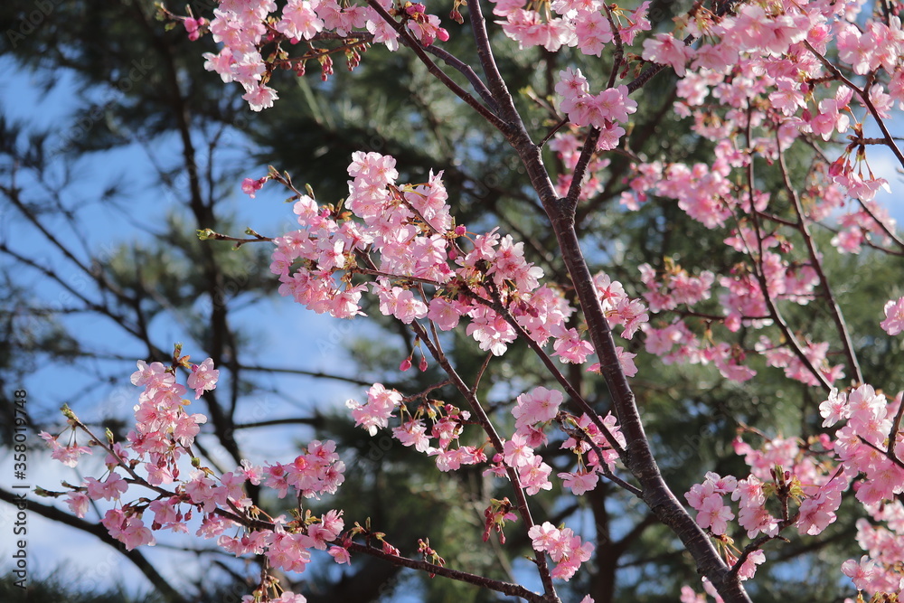 河津桜 河津桜