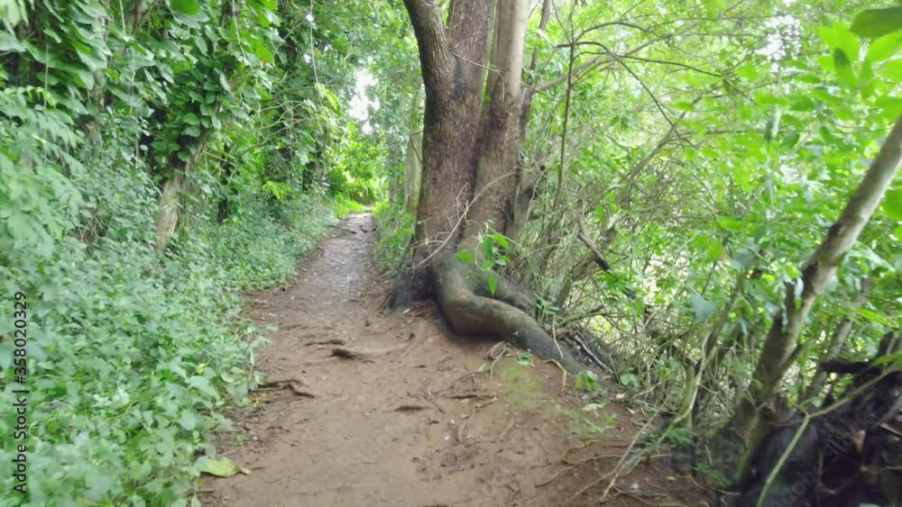 4K Hawaii Kauai gimbal trucking in on a muddy path past a large tree on the right with two birds scattering ahead on the path in a Hawaiian forest 4K Hawaii Kauai gimbal trucking in on a muddy path past a large tree on the right with two birds scattering ahead on the path in a Hawaiian forest