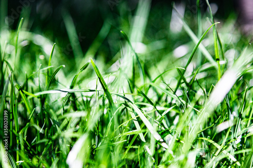 green grass background