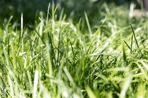 green grass background