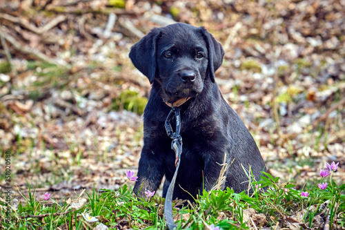 Schwarzer Labrador Retriever Welpe. © Michael