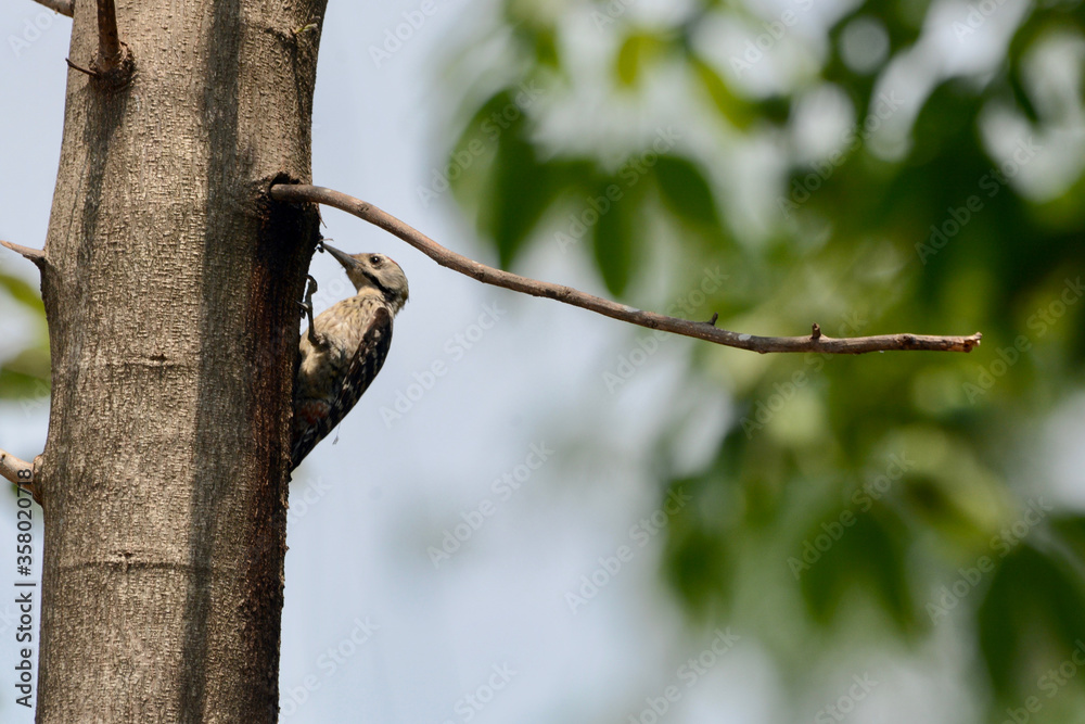 Obraz premium bird on a branch