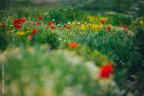 Beautiful spring meadow, red poppy flowers, white chamomile flower and yellow meadow buttercup