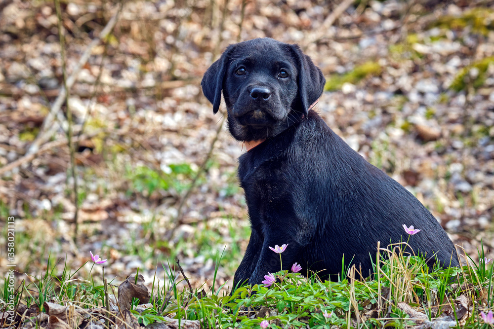 Schwarzer Labrador Retriever Welpe.