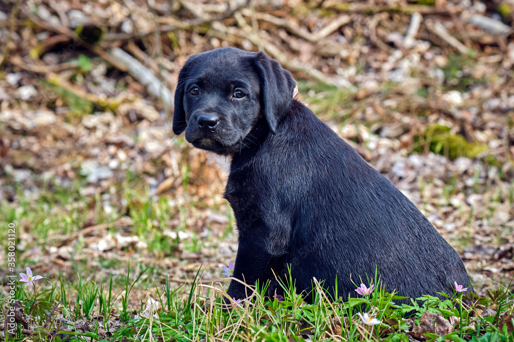 Schwarzer Labrador Retriever Welpe. Schwarzer Labrador Retriever Welpe.