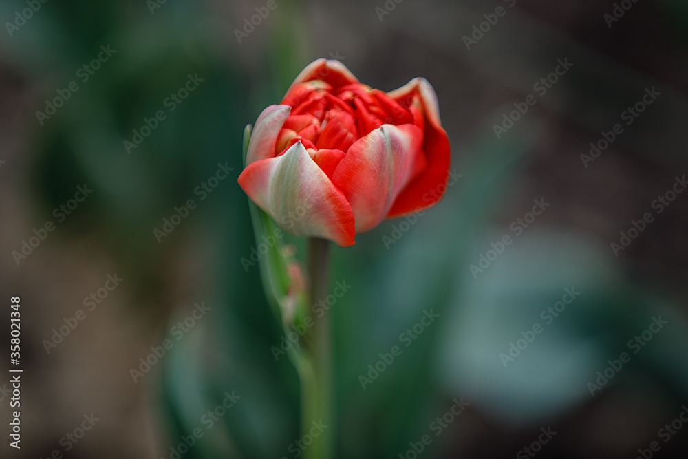Single red tulip flower. One red tulip flower on green background. Red tulip flower close up. 1 red tulip blooming close up. Isolated red tulip for birthday card. Single red tulip flower close up. Single red tulip flower. One red tulip flower on green background. Red tulip flower close up. 1 red tulip blooming close up. Isolated red tulip for birthday card. Single red tulip flower close up.