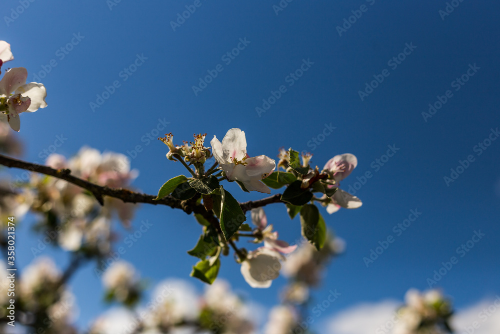 kwiat, jary, kwiat, drzew, charakter, kwiat, biała, roślin, jabłek, kwiat, jardin, zieleń, galąz, roz, kwitnienie, czereśnia, beuty, feuille, flora, kwiatowy, lato, piękne, makro, pora roku, wiosna, l kwiat, jary, kwiat, drzew, charakter, kwiat, biała, roślin, jabłek, kwiat, jardin, zieleń, galąz, roz, kwitnienie, czereśnia, beuty, feuille, flora, kwiatowy, lato, piękne, makro, pora roku, wiosna, l