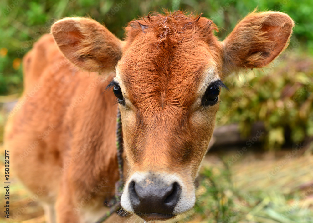 Portrait of cute brown calf looking into the camera Portrait of cute brown calf looking into the camera