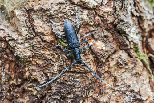 Cerambycidae. Cerambyx cerdo. Big oak barbel. Black beetle barbel or lumberjack on tree bark