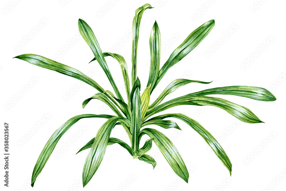 Green grass painted in watercolor isolated on white background. Green grass painted in watercolor isolated on white background.