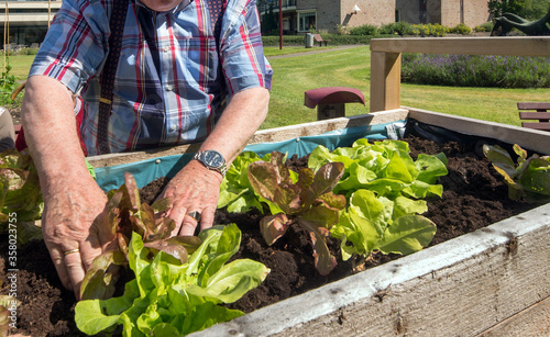 Gardening. Growing vegetables. Salad plants.  Raised working table for elderly or disabled persons. Hands of a gardener. Nijenstede Steenwijk. Netherlands. © A