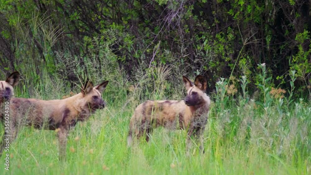 Telephoto shot panning across a pack of African Wild Dogs in the Okavango Delta in Botswana. Telephoto shot panning across a pack of African Wild Dogs in the Okavango Delta in Botswana.