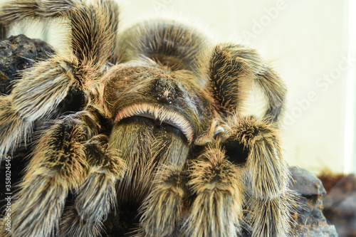 close up of spider in nature for background