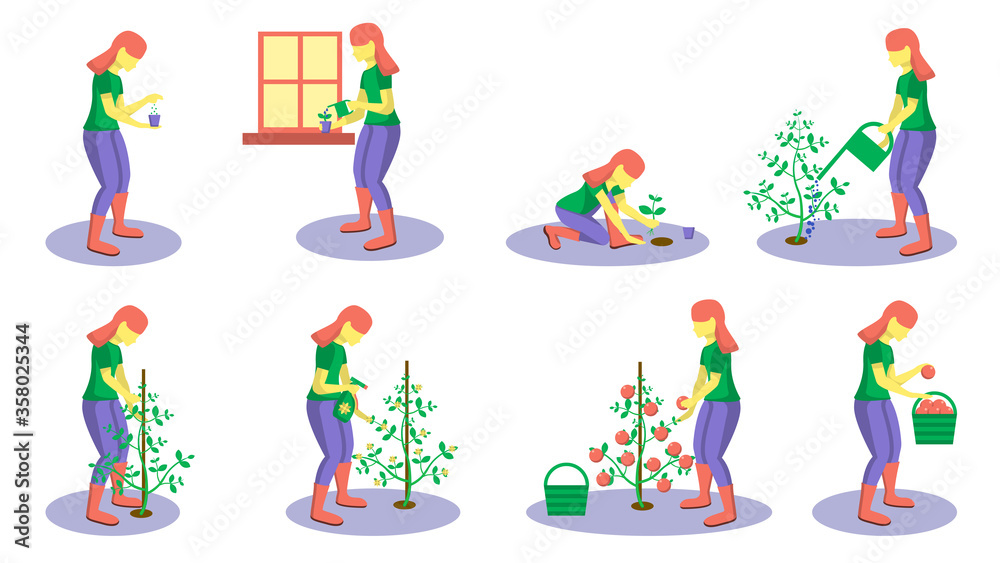 Fototapeta premium Set Different stages of growing and caring for plants. A girl sows seeds, watered seedlings on a windowsill, processes the bush, transplanted, tied, sprinkled a plant. Lays the crop in the basket