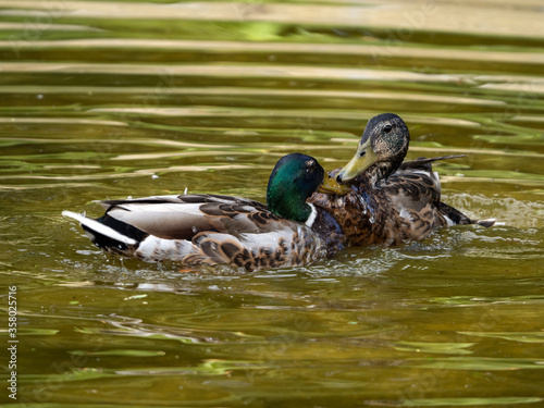 duck couple in a pond in a Madrid park