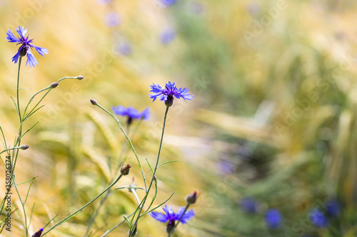 Blaue Kornblumen in einem Weizenfeld