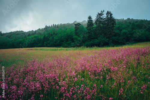 Spring meadow with pink flowers. In the morning near the coniferous forest