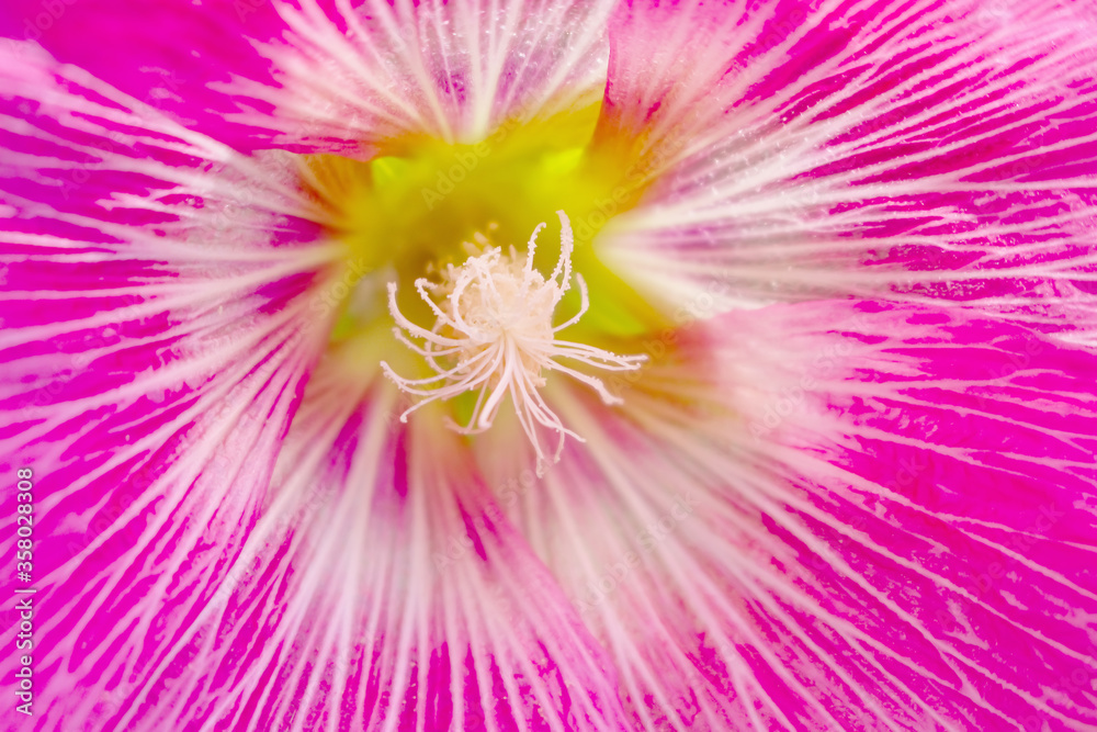 Obraz premium Close up pink hollyhock or alcea rosea blomming on background