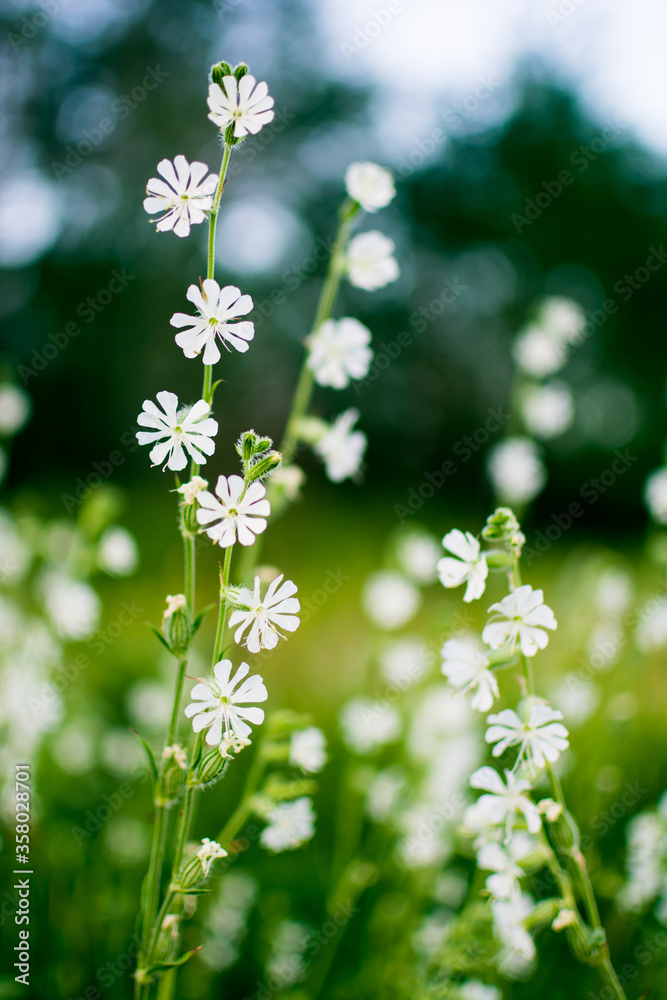 White wildflowers on a green summer meadow closeup. Rural landscape White wildflowers on a green summer meadow closeup. Rural landscape