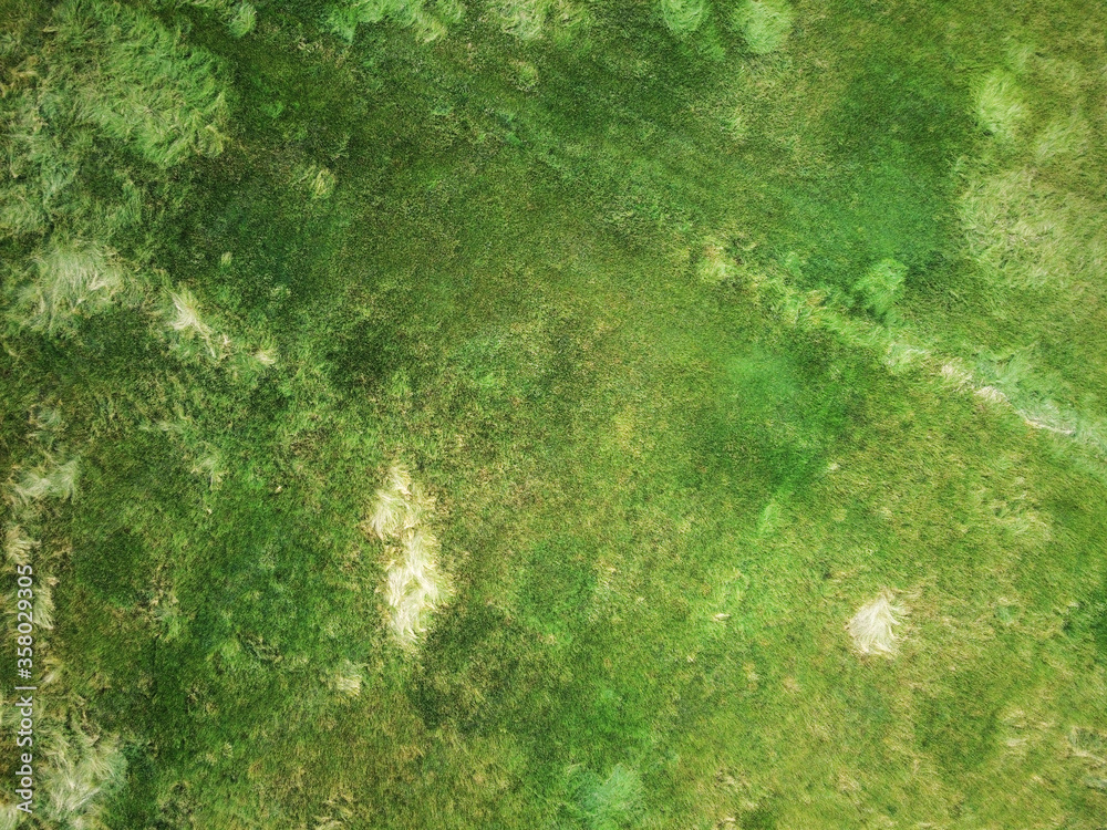 background texture image of grass