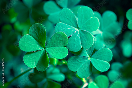 Green clover leaf isolated on white background. with three-leaved shamrocks. St. Patrick s day holiday symbol. 