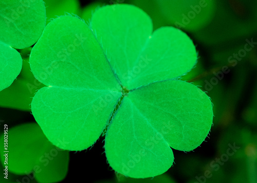 Green clover leaf isolated on white background. with three-leaved shamrocks. St. Patrick's day holiday symbol.	