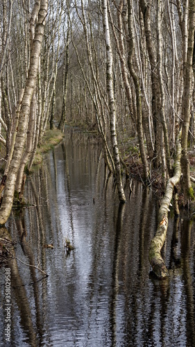 a creek in the Lille Vildmose Moor, Denmark, March photo