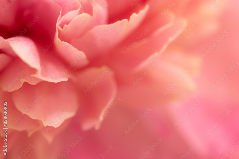 Macro photo of pink peony Macro photo of pink peony