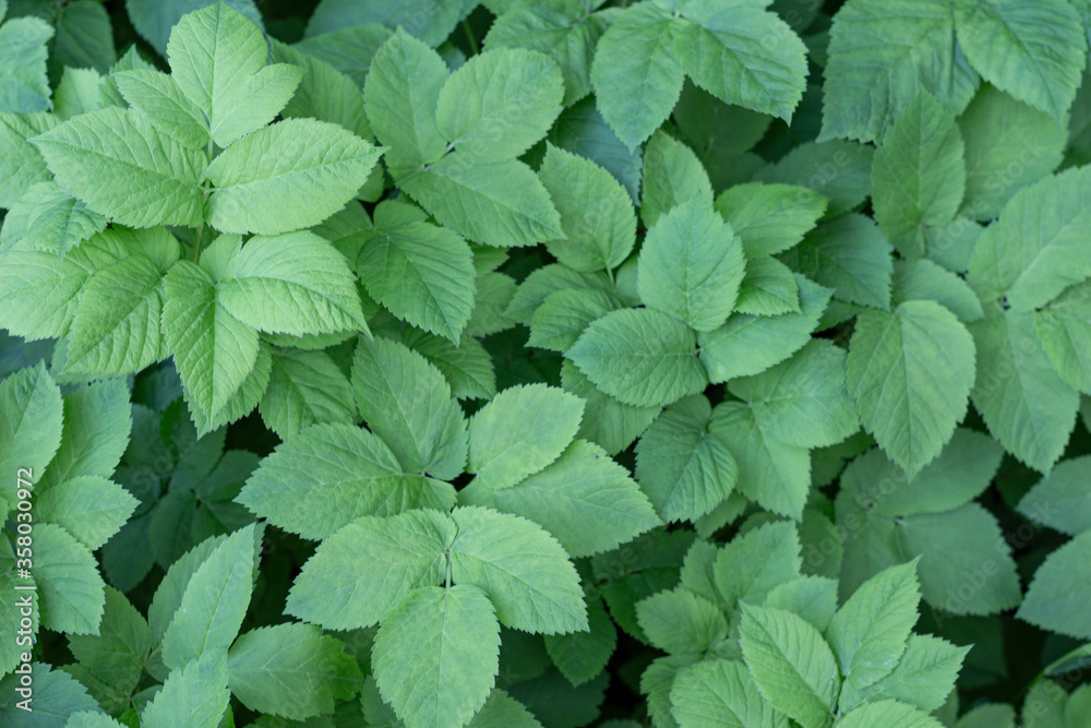 green leaves background green leaves background