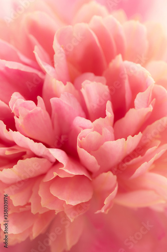 Closeup of pink peony © dimasobko