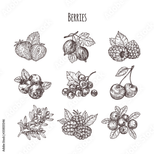 Hand drawn illustration berries set. Vector scetch.Vintage illustration. 