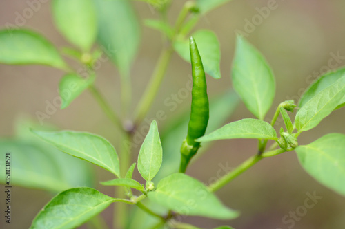 Fototapeta Naklejka Na Ścianę i Meble -  close up of green pepper 