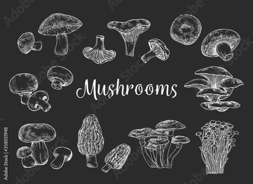 Edible mushrooms on a black background.