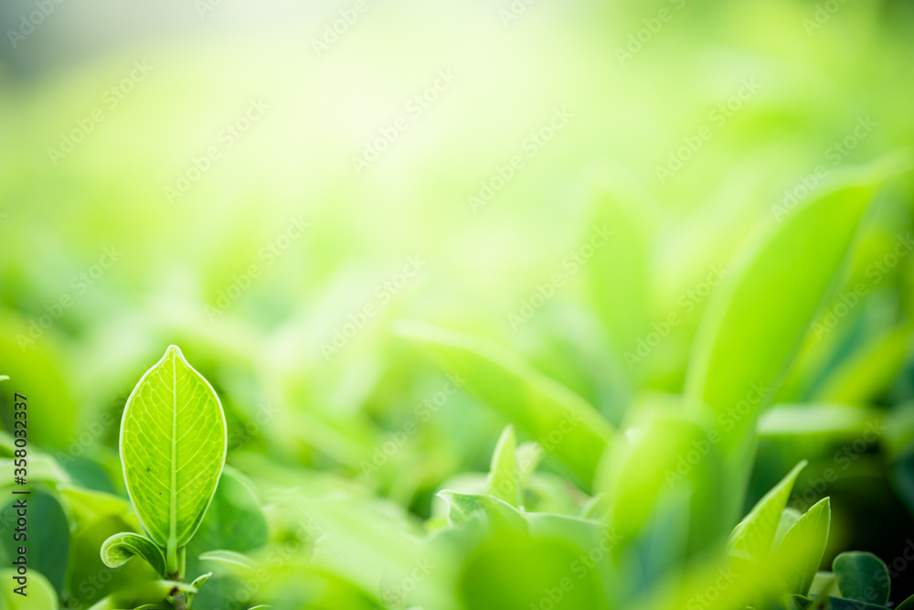Closeup beautiful view of nature green leaves on blurred greenery tree background with sunlight in public garden park. It is landscape ecology and copy space for wallpaper and backdrop. Closeup beautiful view of nature green leaves on blurred greenery tree background with sunlight in public garden park. It is landscape ecology and copy space for wallpaper and backdrop.