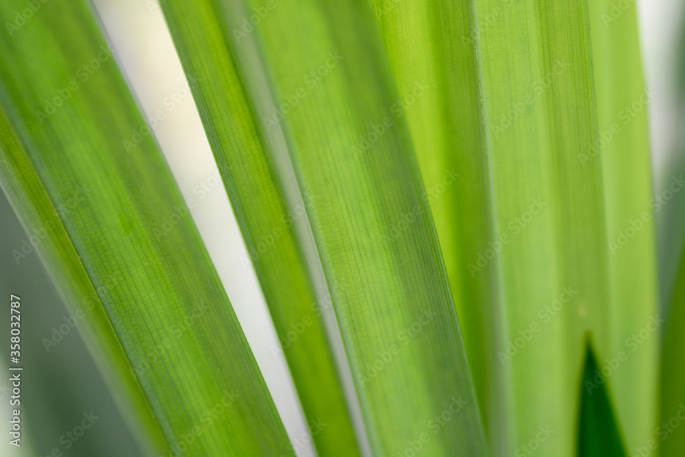 close up of green grass background close up of green grass background