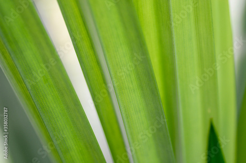 close up of green grass background