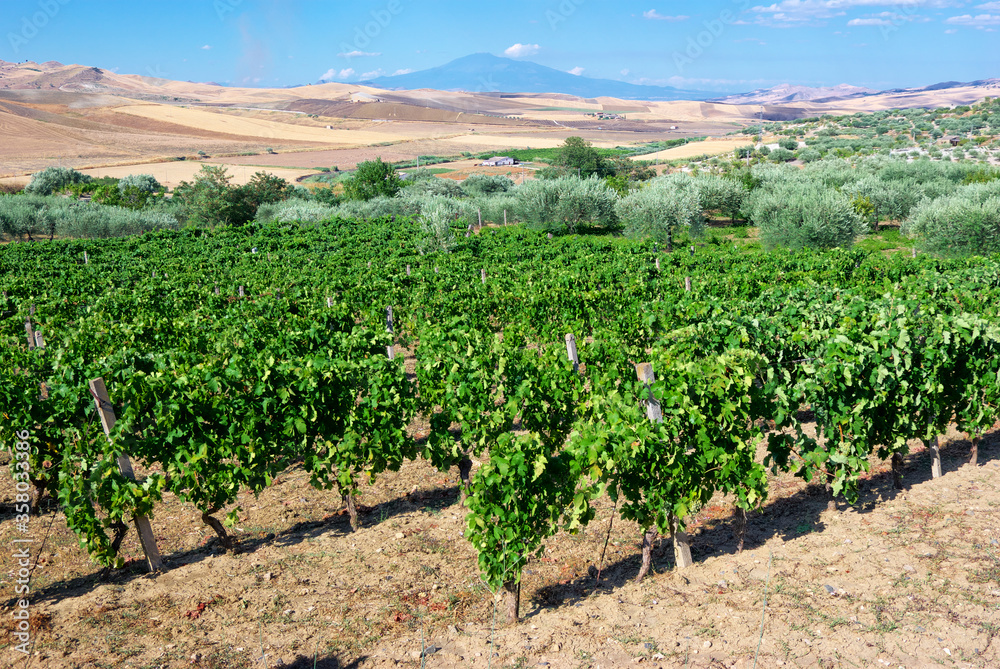 Landscape Vineyard In Sicily Summer Countryside, On Background Etna Mount