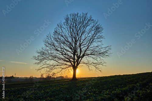 Eine einzeln stehende Eiche ( Quercus ) auf einem Feld im Sonnenuntergang.