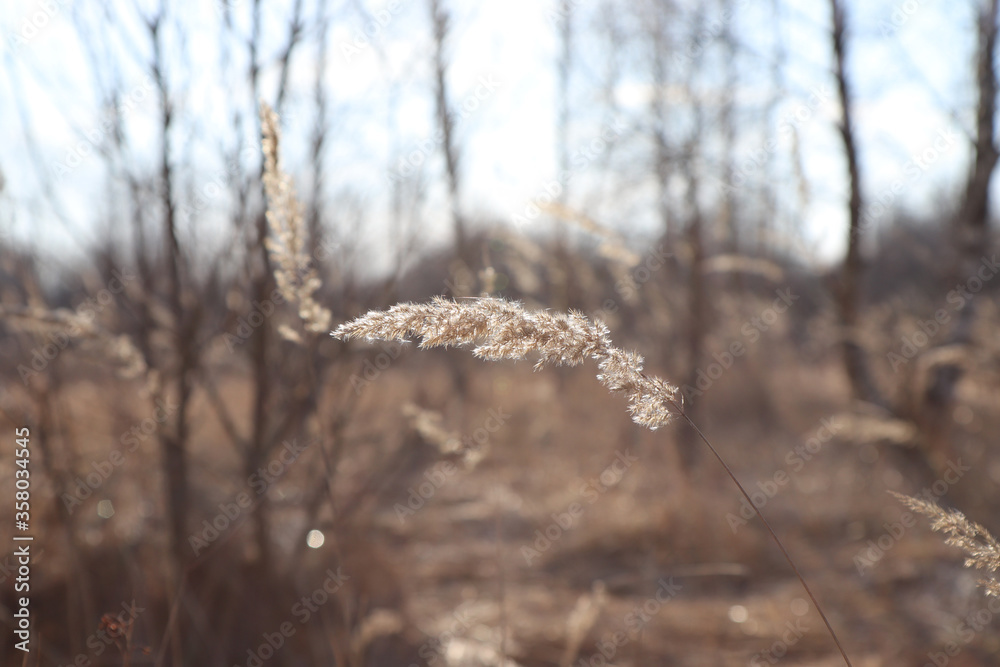 A dry inflorescence of wood small-reed (Calamagrostis epigejos), growing in the forest. A close up of bushgrass in the morning in early spring, selective focus, blurred background A dry inflorescence of wood small-reed (Calamagrostis epigejos), growing in the forest. A close up of bushgrass in the morning in early spring, selective focus, blurred background