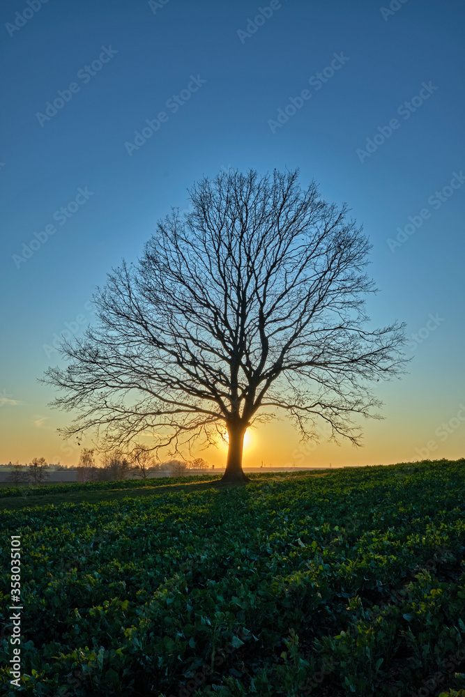 Obraz premium Eine einzeln stehende Eiche ( Quercus ) auf einem Feld im Sonnenuntergang.
