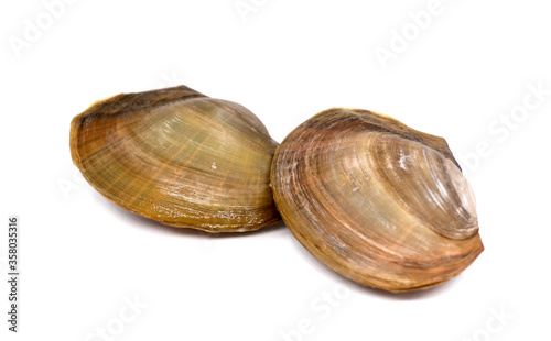 snail shell isolated on white