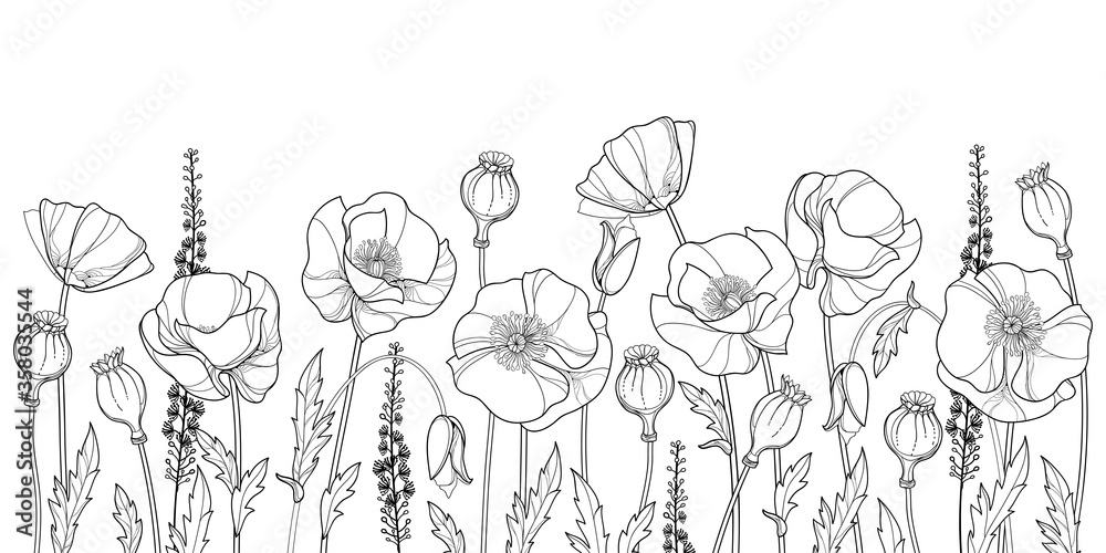 Field with outline Poppy flower, bud, leaves and seed pod in black isolated on white background. - obrazy, fototapety, plakaty 