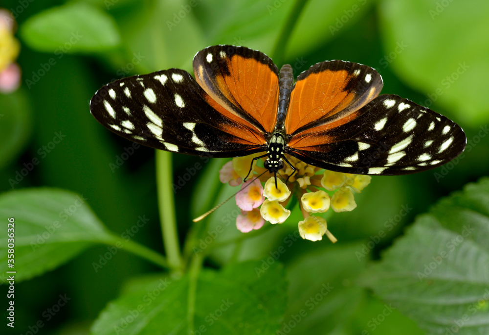 Macro of Tiger Longwing (Heliconius hecale) butterfly feeding on flower (Lantana camara) seen from above Macro of Tiger Longwing (Heliconius hecale) butterfly feeding on flower (Lantana camara) seen from above